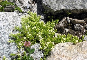 Galium cespitosum (Rubiaceae)  - Gaillet cespiteux, Gaillet gazonnant Hautes-Pyrenees [France] 10/07/2005 - 2200m