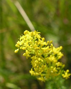 Galium verum (Rubiaceae)  - Gaillet vrai, Gaillet jaune, Caille-lait jaune - Lady's Bedstraw Kent [Royaume-Uni] 20/07/2005 - 110m