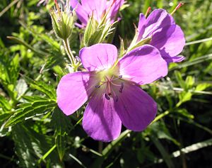 Geranium sylvaticum (Geraniaceae)  - Géranium des bois, Géranium des forêts, Pied-de-perdrix - Wood Crane's-bill Haute-Ribagorce [Espagne] 09/07/2005 - 2040m