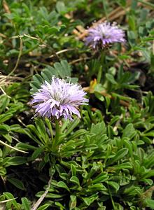 Globularia repens (Plantaginaceae)  - Globulaire rampante Sobrarbe [Espagne] 09/07/2005 - 1640m