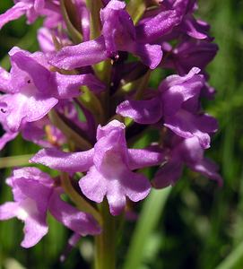 Gymnadenia conopsea (Orchidaceae)  - Gymnadénie moucheron, Orchis moucheron, Orchis moustique - Fragrant Orchid Hautes-Pyrenees [France] 11/07/2005 - 1890m