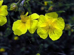 Helianthemum nummularium (Cistaceae)  - Hélianthème nummulaire, Hélianthème jaune, Hélianthème commun - Common Rock-rose Val-d'Aran [Espagne] 08/07/2005 - 1390m