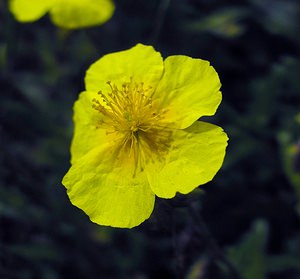 Helianthemum nummularium (Cistaceae)  - Hélianthème nummulaire, Hélianthème jaune, Hélianthème commun - Common Rock-rose Val-d'Aran [Espagne] 08/07/2005 - 1390m