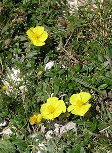 Helianthemum nummularium (Cistaceae)  - Hélianthème nummulaire, Hélianthème jaune, Hélianthème commun - Common Rock-rose Kent [Royaume-Uni] 20/07/2005 - 110m