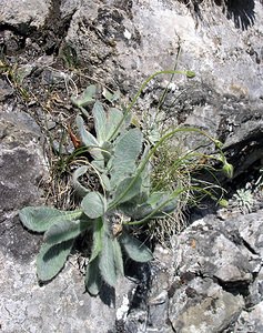 Hieracium candidum (Asteraceae)  - Épervière candide, Épervière blanche Hautes-Pyrenees [France] 12/07/2005 - 1890m