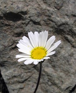 Leucanthemopsis alpina (Asteraceae)  - Marguerite des Alpes, Leucanthémopsis des Alpes, Fausse marguerite des Alpes Hautes-Pyrenees [France] 10/07/2005 - 2200m