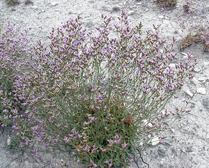 Limonium binervosum (Plumbaginaceae)  - Limonium à deux nervures, Statice de Salmon, Statice de l'Ouest - Rock Sea-lavender Kent [Royaume-Uni] 21/07/2005 - 10m