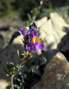 Linaria alpina (Plantaginaceae)  - Linaire des Alpes Haute-Ribagorce [Espagne] 09/07/2005 - 2040m