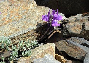 Linaria alpina (Plantaginaceae)  - Linaire des Alpes Hautes-Pyrenees [France] 10/07/2005 - 2200mici la forme enti?rement bleue (sans tache jaune orang?) survenant en particulier sur les terrains siliceux