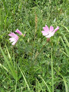 Malva moschata (Malvaceae)  - Mauve musquée - Musk-mallow Val-d'Aran [Espagne] 08/07/2005 - 1390m