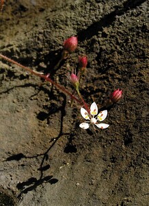 Micranthes clusii subsp. Clusii (Saxifragaceae)  - Saxifrage de l'écluse Ariege [France] 05/07/2005 - 1630m