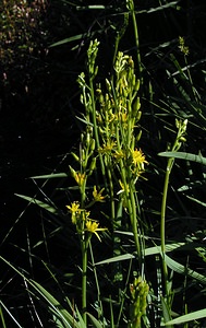 Narthecium ossifragum (Nartheciaceae)  - Narthèce ossifrage, Narthécie des marais, Ossifrage, Brise-os - Bog Asphodel Ariege [France] 05/07/2005 - 1630m