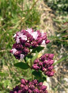 Origanum vulgare (Lamiaceae)  - Origan commun, Marjolaine sauvage - Wild Marjoram Kent [Royaume-Uni] 20/07/2005 - 110m