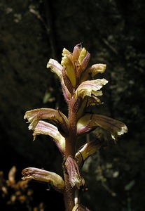 Orobanche hederae (Orobanchaceae)  - Orobanche du lierre - Ivy Broomrape Ariege [France] 05/07/2005 - 480m