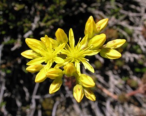 Petrosedum rupestre (Crassulaceae)  - Orpin réfléchi, Orpin des rochers - Reflexed Stonecrop Hautes-Pyrenees [France] 11/07/2005 - 1890m