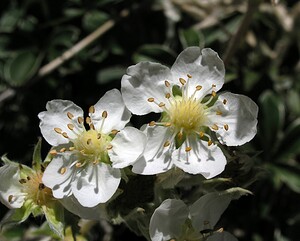 Potentilla alchimilloides (Rosaceae)  - Potentille fausse alchemille Hautes-Pyrenees [France] 11/07/2005 - 1890m