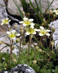 Saxifraga hariotii (Saxifragaceae)  - Saxifrage d'Hariot Hautes-Pyrenees [France] 10/07/2005 - 2200m