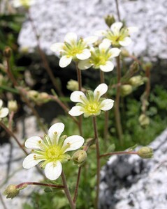 Saxifraga hariotii (Saxifragaceae)  - Saxifrage d'Hariot Hautes-Pyrenees [France] 10/07/2005 - 2200m
