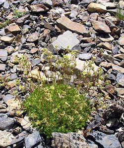 Saxifraga moschata (Saxifragaceae)  - Saxifrage musquée Hautes-Pyrenees [France] 10/07/2005 - 2200m