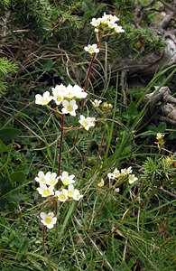 Saxifraga paniculata (Saxifragaceae)  - Saxifrage paniculée, Saxifrage aizoon - Livelong Saxifrage Sobrarbe [Espagne] 09/07/2005 - 1640m