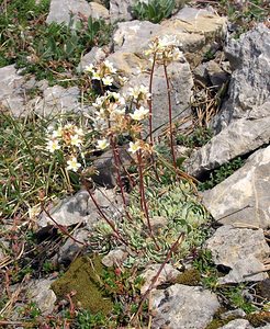 Saxifraga paniculata (Saxifragaceae)  - Saxifrage paniculée, Saxifrage aizoon - Livelong Saxifrage Sobrarbe [Espagne] 09/07/2005 - 1640m