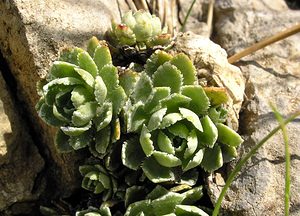 Saxifraga paniculata (Saxifragaceae)  - Saxifrage paniculée, Saxifrage aizoon - Livelong Saxifrage Sobrarbe [Espagne] 09/07/2005 - 1640m