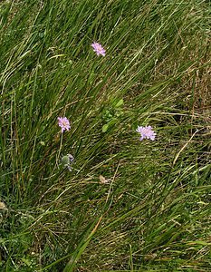 Scabiosa lucida (Caprifoliaceae)  - Scabieuse luisante Kent [Royaume-Uni] 20/07/2005 - 110m