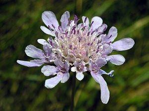 Scabiosa lucida (Caprifoliaceae)  - Scabieuse luisante Kent [Royaume-Uni] 20/07/2005 - 110m