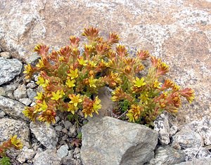 Sedum alpestre (Crassulaceae)  - Orpin alpestre, Orpin des Alpes Hautes-Pyrenees [France] 10/07/2005 - 2200m