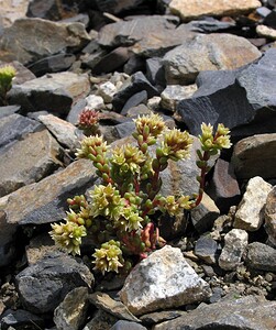 Sedum atratum subsp. atratum (Crassulaceae)  - Orpin noirâtre Hautes-Pyrenees [France] 10/07/2005 - 2200m