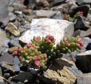 Sedum atratum subsp. atratum (Crassulaceae)  - Orpin noirâtre Hautes-Pyrenees [France] 10/07/2005 - 2200m