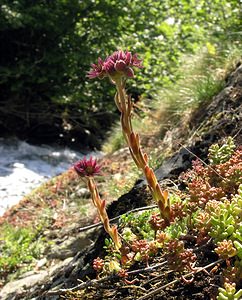 Sempervivum montanum (Crassulaceae)  - Joubarbe des montagnes - Mountain House-leek Hautes-Pyrenees [France] 10/07/2005 - 1290m