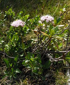 Valeriana montana (Caprifoliaceae)  - Valériane des montagnes Haute-Ribagorce [Espagne] 09/07/2005 - 2040m