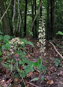 Epipactis purpurata (Orchidaceae)  - Épipactide pourpre, Épipactis pourpre, Épipactis violacé, Épipactide violacée - Violet Helleborine Thuin [Belgique] 06/08/2005 - 260m