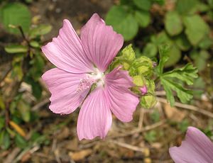 Malva moschata (Malvaceae)  - Mauve musquée - Musk-mallow Pas-de-Calais [France] 13/08/2005 - 90m