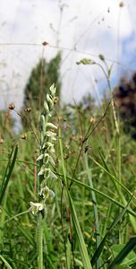 Spiranthes spiralis (Orchidaceae)  - Spiranthe d'automne, Spiranthe spiralée - Autumn Lady's-tresses Pas-de-Calais [France] 13/08/2005 - 90m