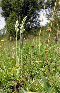 Spiranthes spiralis (Orchidaceae)  - Spiranthe d'automne, Spiranthe spiralée - Autumn Lady's-tresses Pas-de-Calais [France] 13/08/2005 - 90m