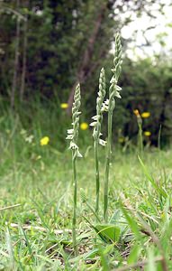 Spiranthes spiralis (Orchidaceae)  - Spiranthe d'automne, Spiranthe spiralée - Autumn Lady's-tresses Pas-de-Calais [France] 13/08/2005 - 90m