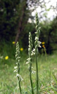 Spiranthes spiralis (Orchidaceae)  - Spiranthe d'automne, Spiranthe spiralée - Autumn Lady's-tresses Pas-de-Calais [France] 13/08/2005 - 90m