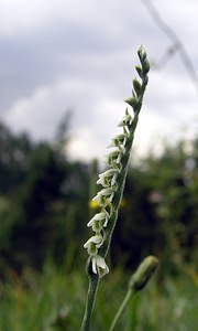 Spiranthes spiralis (Orchidaceae)  - Spiranthe d'automne, Spiranthe spiralée - Autumn Lady's-tresses Pas-de-Calais [France] 13/08/2005 - 90m