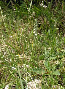 Spiranthes spiralis (Orchidaceae)  - Spiranthe d'automne, Spiranthe spiralée - Autumn Lady's-tresses Pas-de-Calais [France] 13/08/2005 - 90m