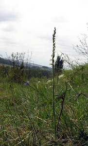 Spiranthes spiralis (Orchidaceae)  - Spiranthe d'automne, Spiranthe spiralée - Autumn Lady's-tresses Pas-de-Calais [France] 13/08/2005 - 90m