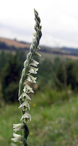 Spiranthes spiralis Spiranthe d'automne, Spiranthe spiralée Autumn Lady's-tresses