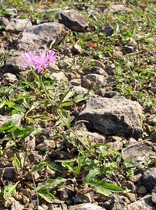 Centaurea jacea (Asteraceae)  - Centaurée jacée, Tête de moineau, Ambrette - Brown Knapweed Neufchateau [Belgique] 03/09/2005 - 260m