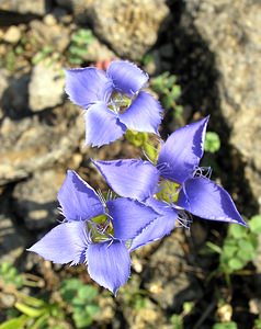 Gentianopsis ciliata (Gentianaceae)  - Gentianelle ciliée, Gentiane ciliée, Fausse gentiane ciliée - Fringed Gentian Neufchateau [Belgique] 03/09/2005 - 260m