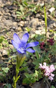 Gentianopsis ciliata (Gentianaceae)  - Gentianelle ciliée, Gentiane ciliée, Fausse gentiane ciliée - Fringed Gentian Neufchateau [Belgique] 03/09/2005 - 260mles fleurs ont habituellement 4 p?tales et non 6 comme celle-ci.