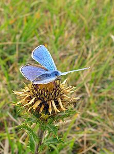 Lysandra bellargus (Lycaenidae)  - Bel-Argus, Azuré bleu céleste - Adonis Blue Somme [France] 10/09/2005 - 80m