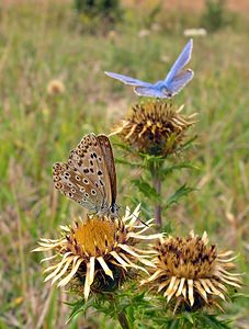 Lysandra coridon (Lycaenidae)  - Argus bleu-nacré - Chalk-hill Blue Somme [France] 10/09/2005 - 80m