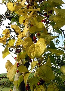 Dioscorea communis (Dioscoreaceae)  - Tamier commun, Herbe aux femmes battues - Black Bryony Pas-de-Calais [France] 09/10/2005 - 140m