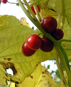 Dioscorea communis (Dioscoreaceae)  - Tamier commun, Herbe aux femmes battues - Black Bryony Pas-de-Calais [France] 09/10/2005 - 140m